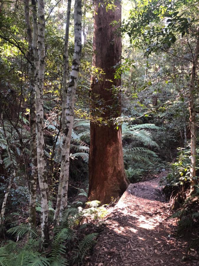 Twin Falls Bush Cottages Fitzroy Falls Esterno foto