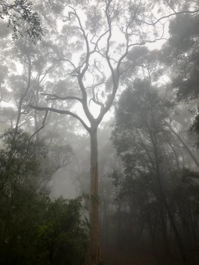 Twin Falls Bush Cottages Fitzroy Falls Esterno foto